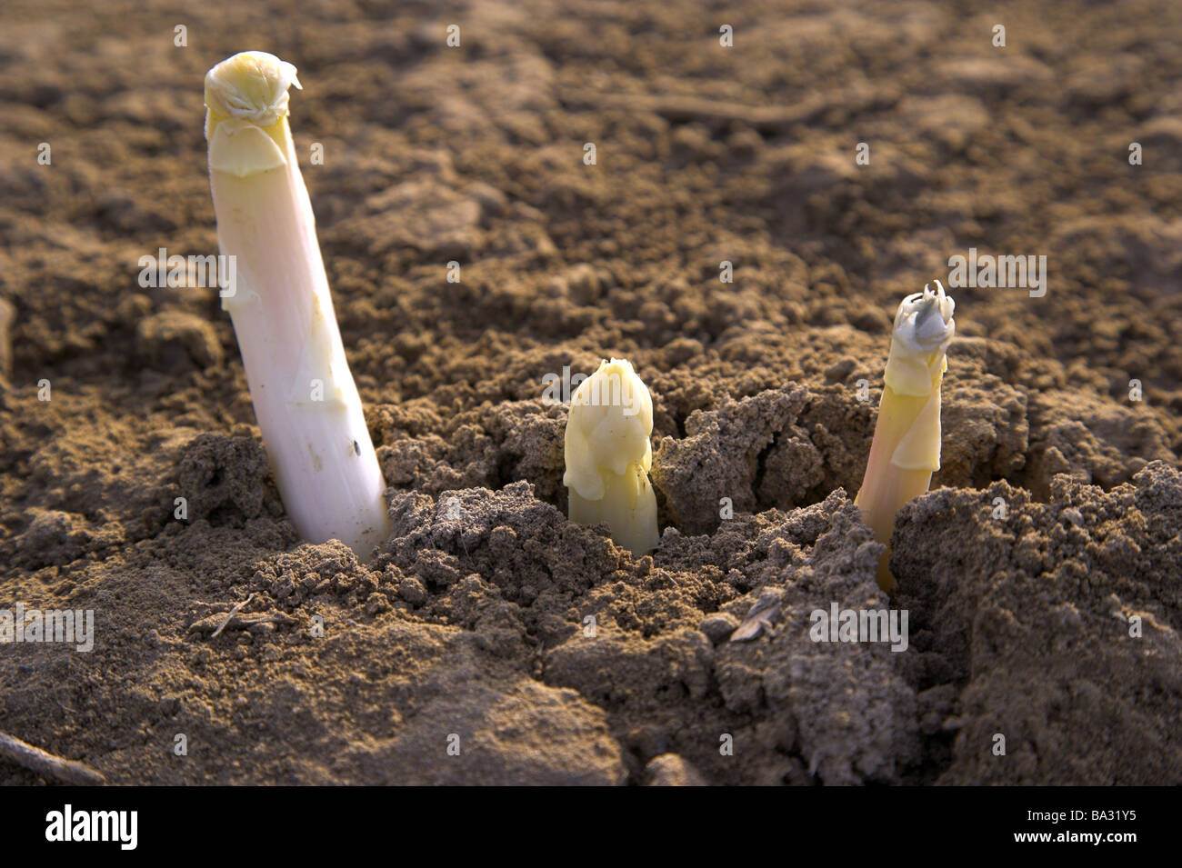 Asparagusfield detail asparagustops economy agriculture agriculture