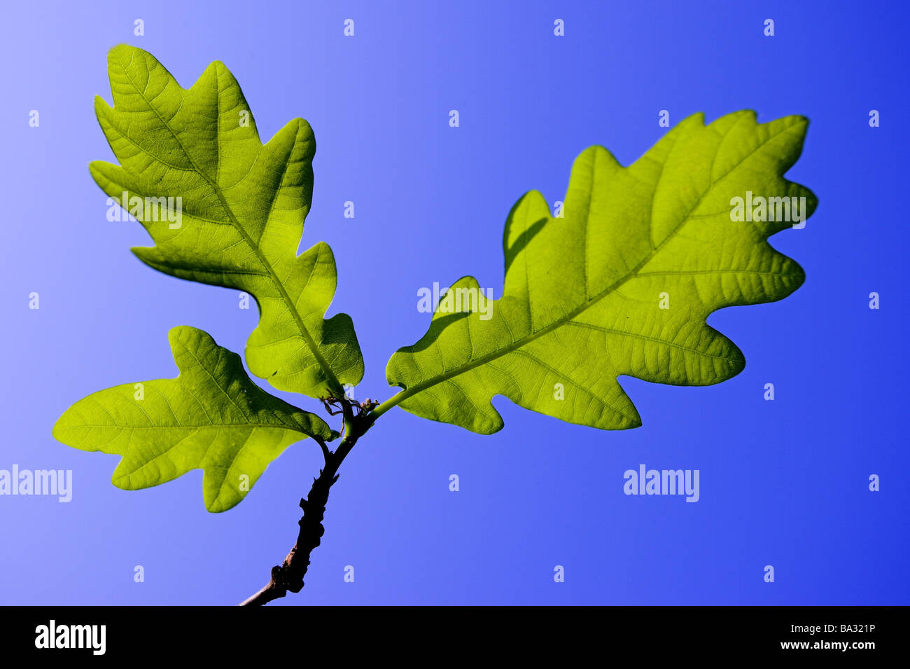 Oak Quercus spec. Branch detail leaves nature vegetation botany beech