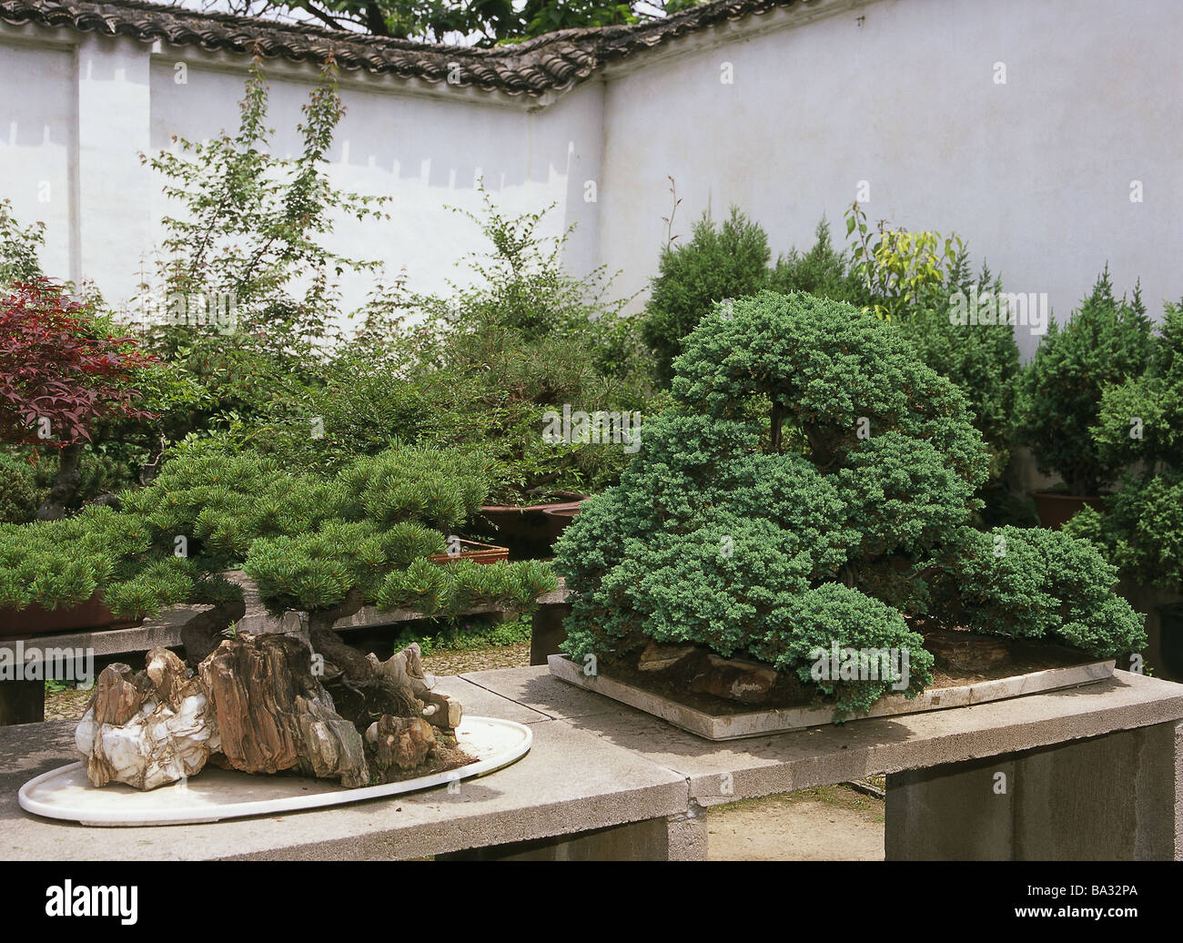 China Peking coalhills "Jing Shan" park bonsais Asia people's republic