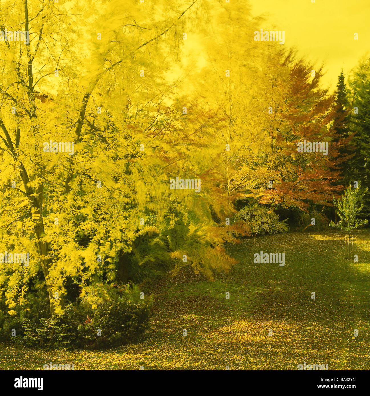 Foliage Forest Autumn Color Filters Yellow Nature Plant