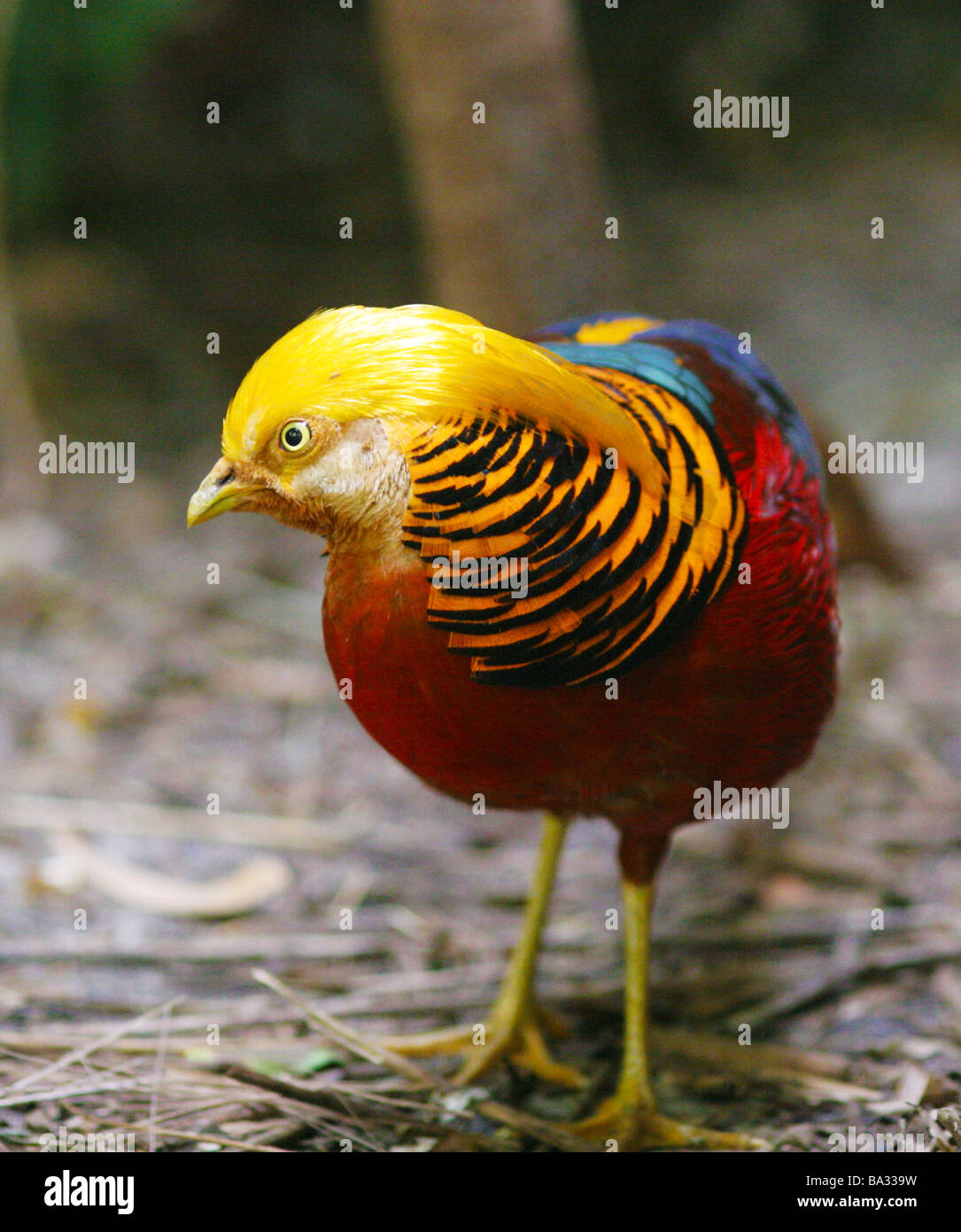 close up of the Golden Pheasant bird with multicolored feathers Stock Photo