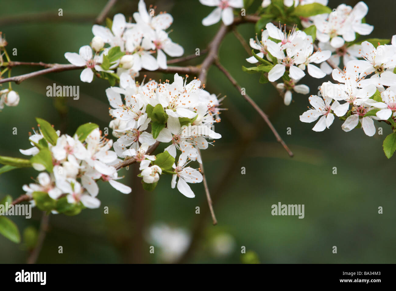 wild plum,plum flowers,white native flowers,wild fruit Stock Photo