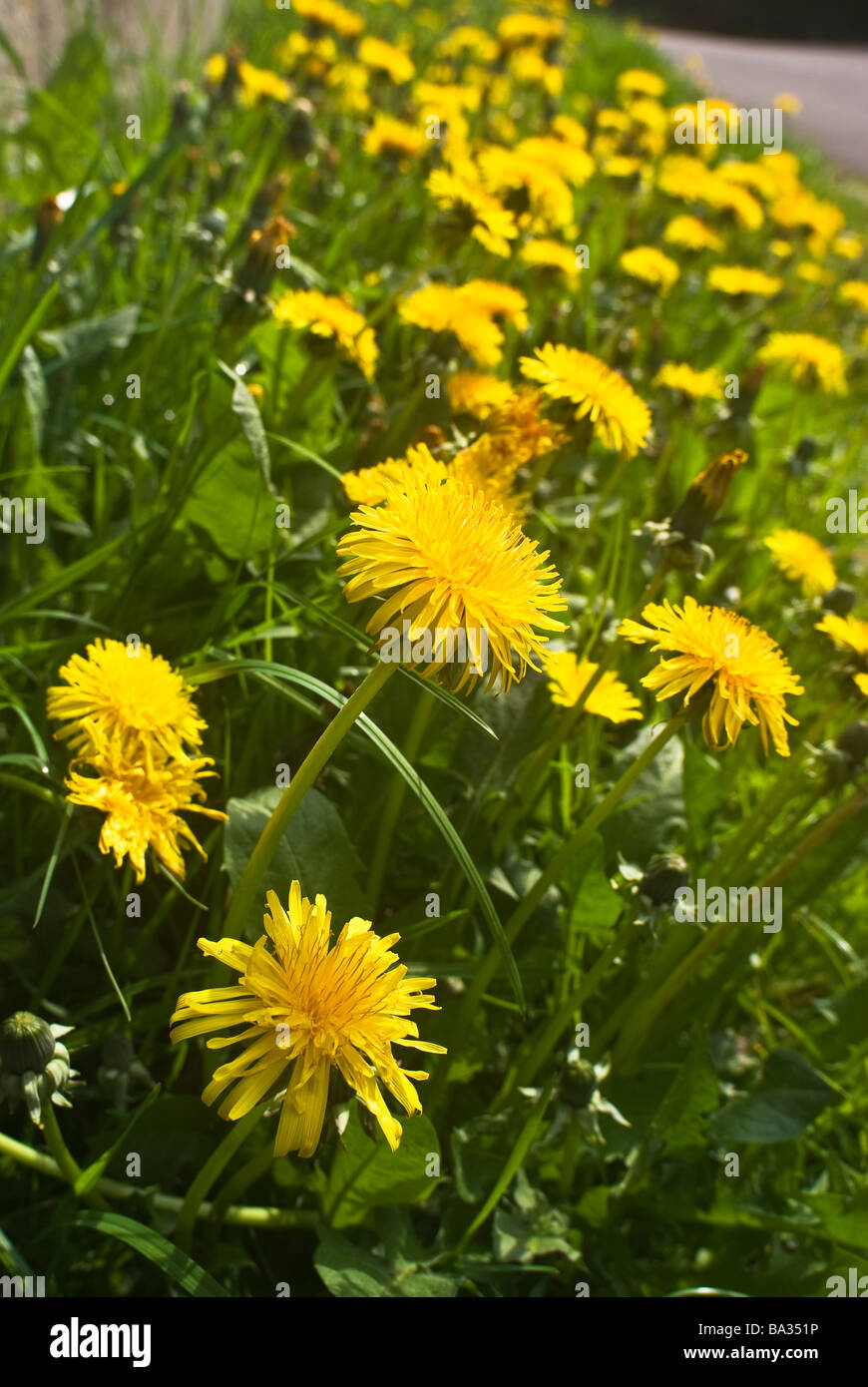 Yellow roadside wildflowers hi-res stock photography and images - Alamy