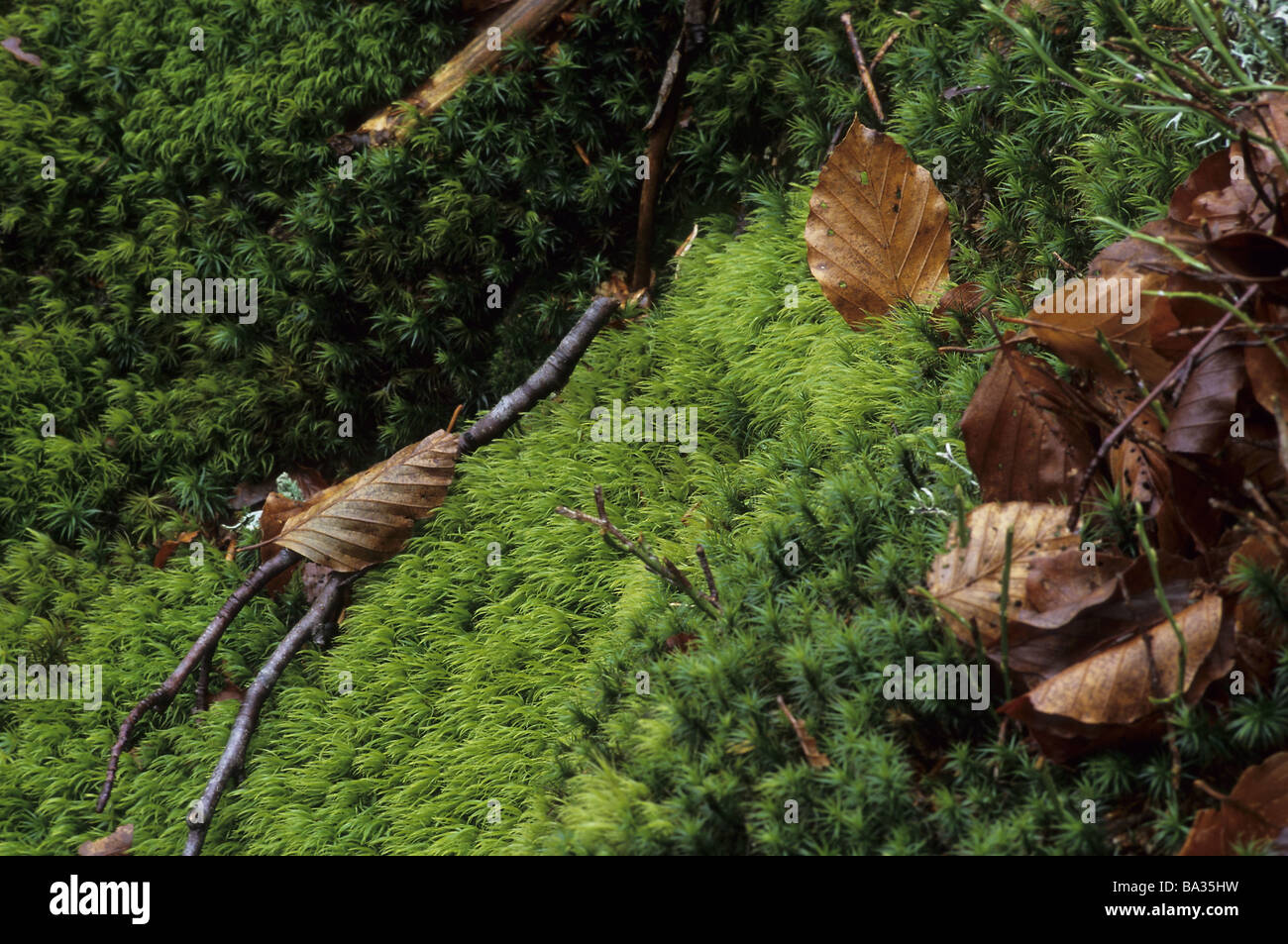 Green moss on leaves hi-res stock photography and images - Alamy