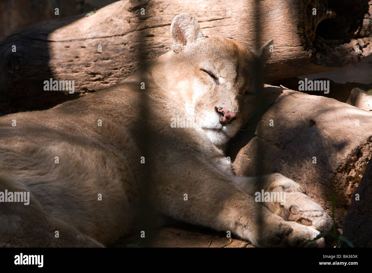 Cougar (Puma concolor), a.k.a. puma, mountain lion, panther or catamount sleeps inside its enclosure at Zoo of Asuncion, Paraguay Stock Photo