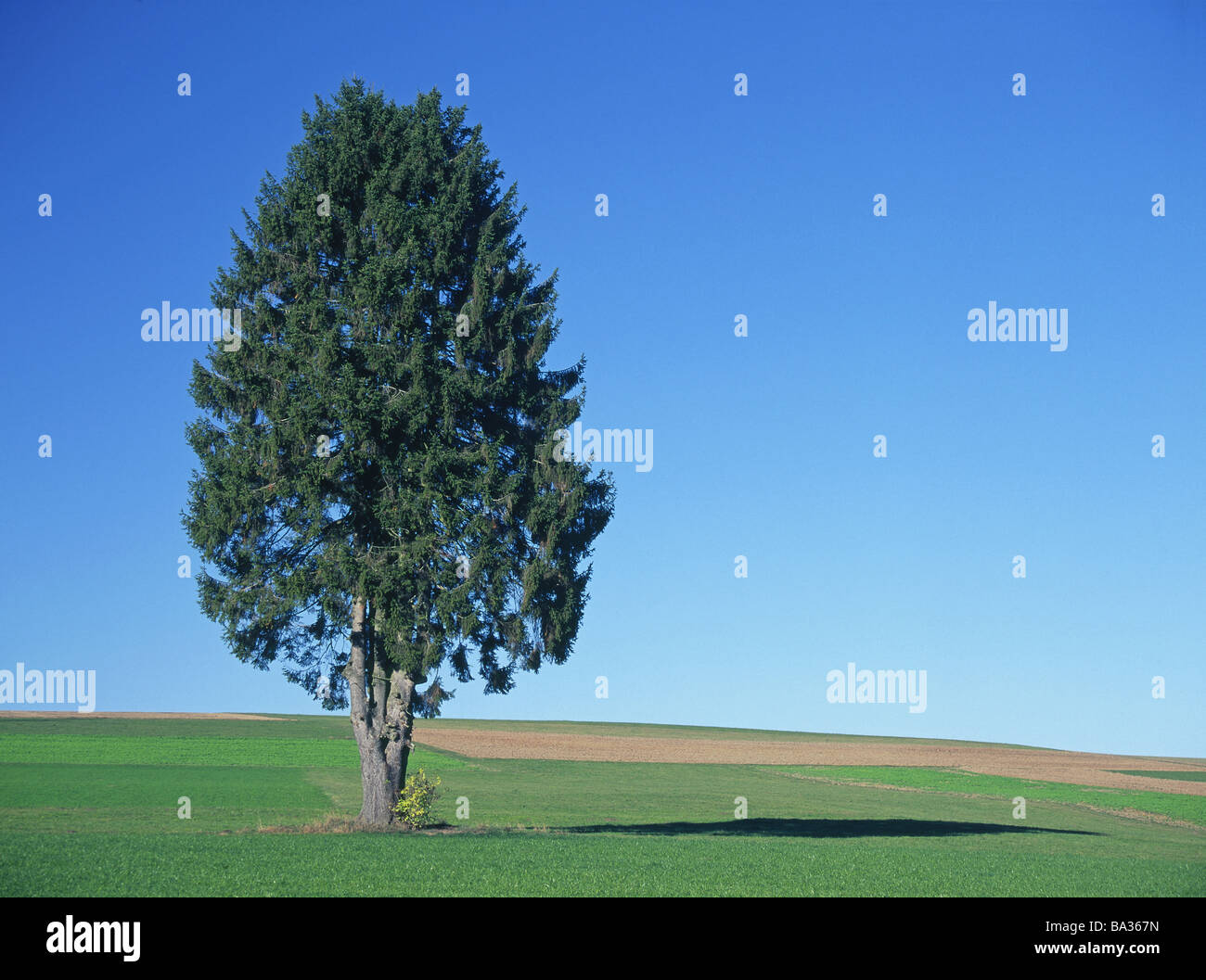 Single tree in the fields hi-res stock photography and images - Alamy
