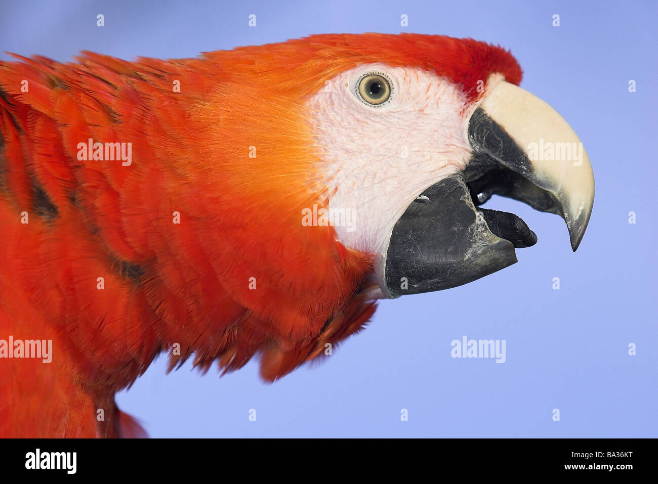Red feathering hi-res stock photography and images - Alamy