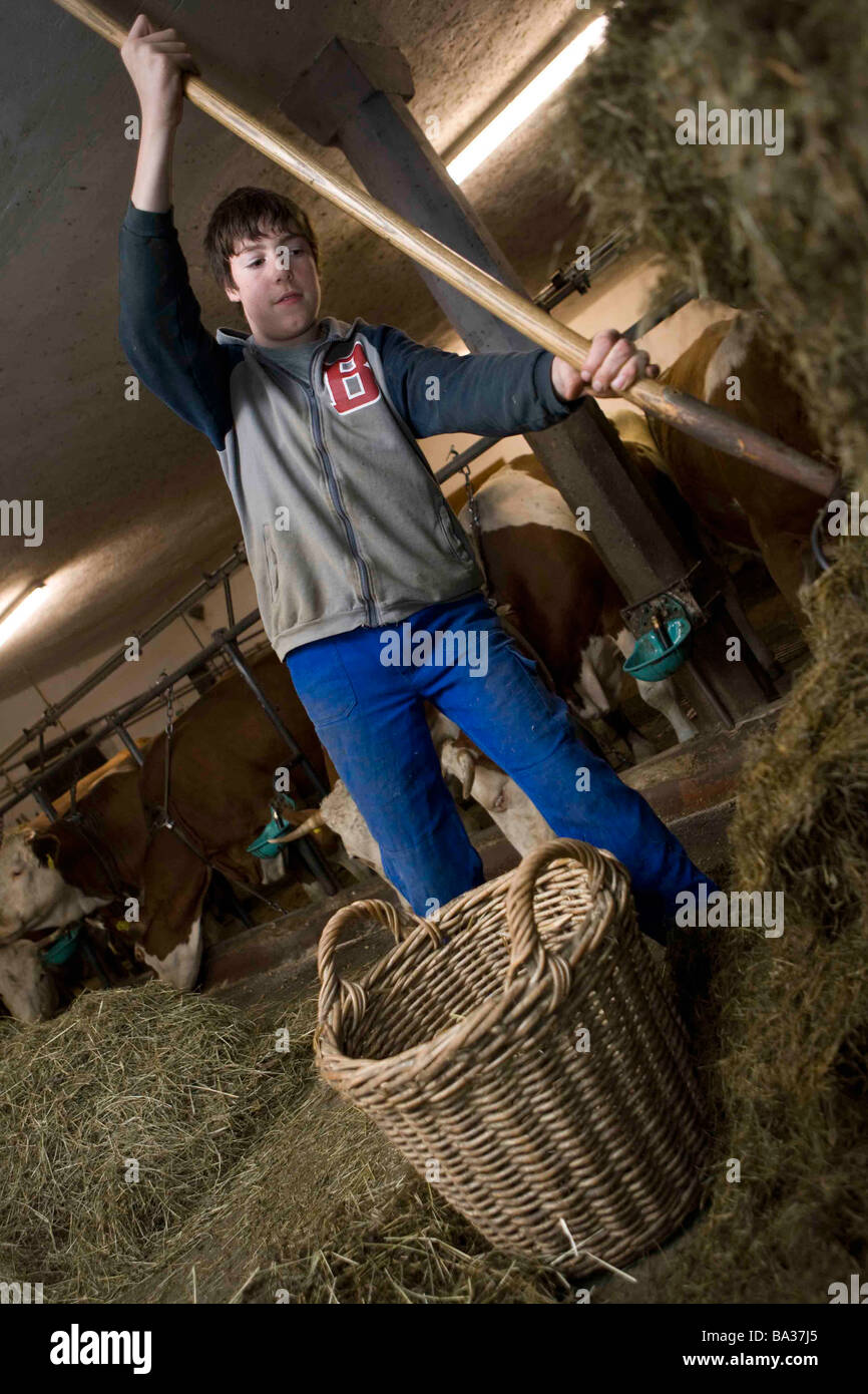 Young farmer portioning hay with pitchfork cowshed Bavaria Germany November 2008 Stock Photo