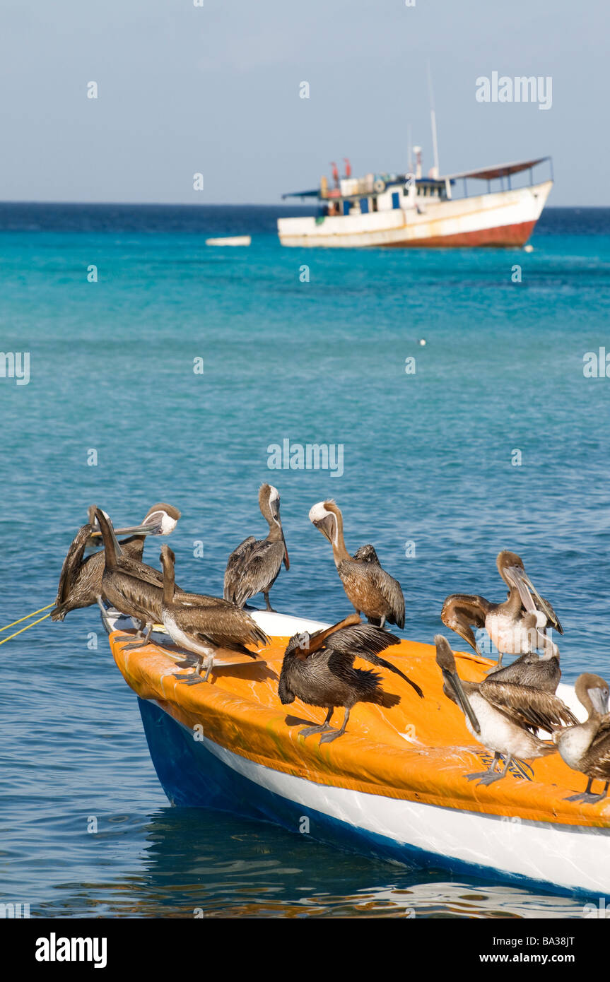 Pelican on a fishing boat hi-res stock photography and images - Alamy