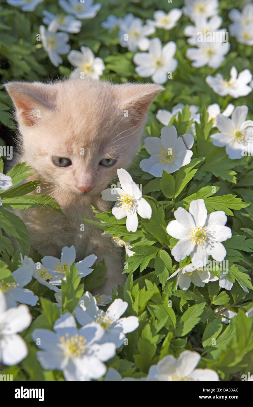 Buschwindröschen Anemona nemorosa blooms cat young curiosity plants anemones prime animal mammal house-cat kittens young Stock Photo