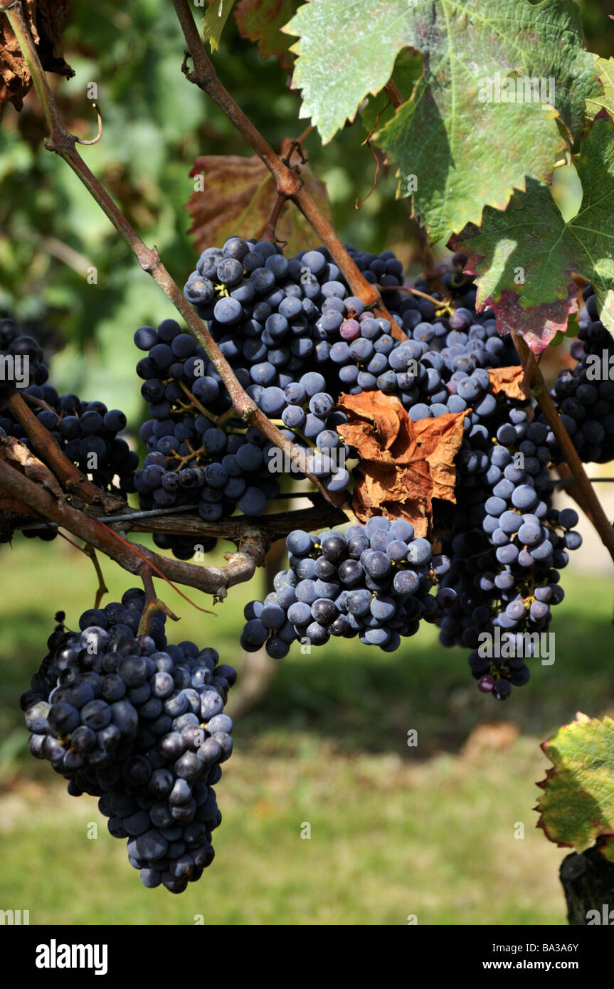 grapes france hires stock photography and images Alamy