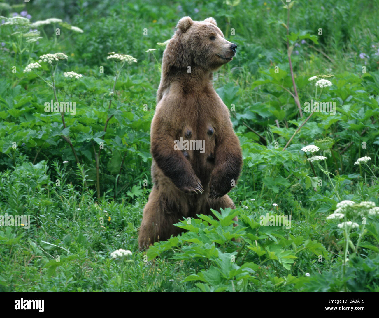 Kodiak bear habitat hi-res stock photography and images - Alamy