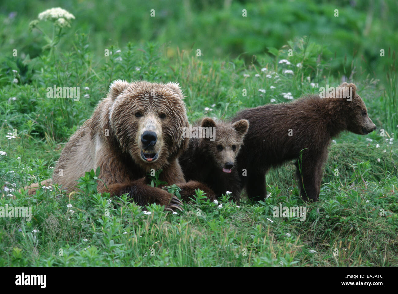 Kodiak bear habitat hi-res stock photography and images - Alamy