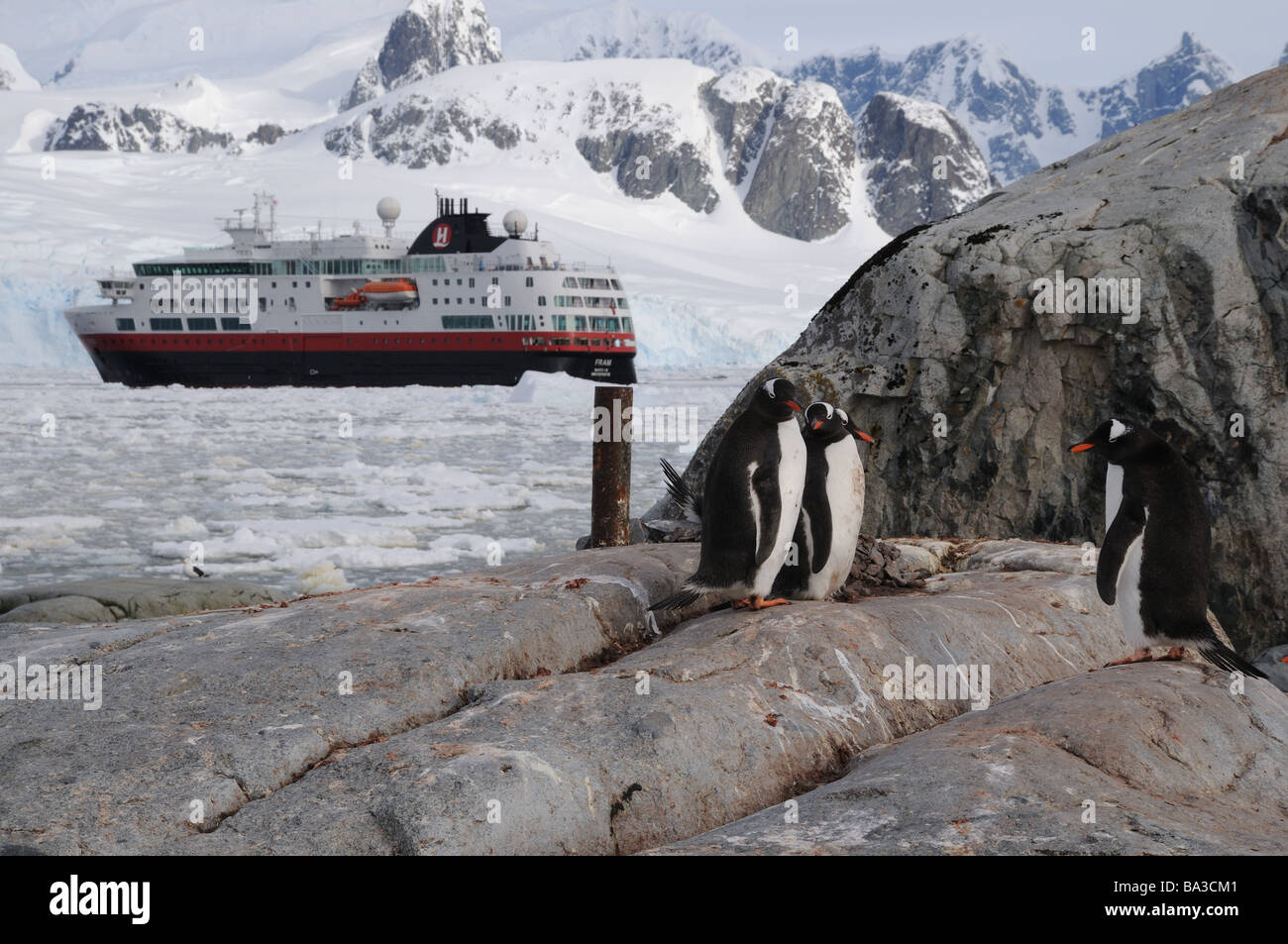 Gentoo penguins on Cuverville Island in Antarctica get a visit from the MS Fram Stock Photo