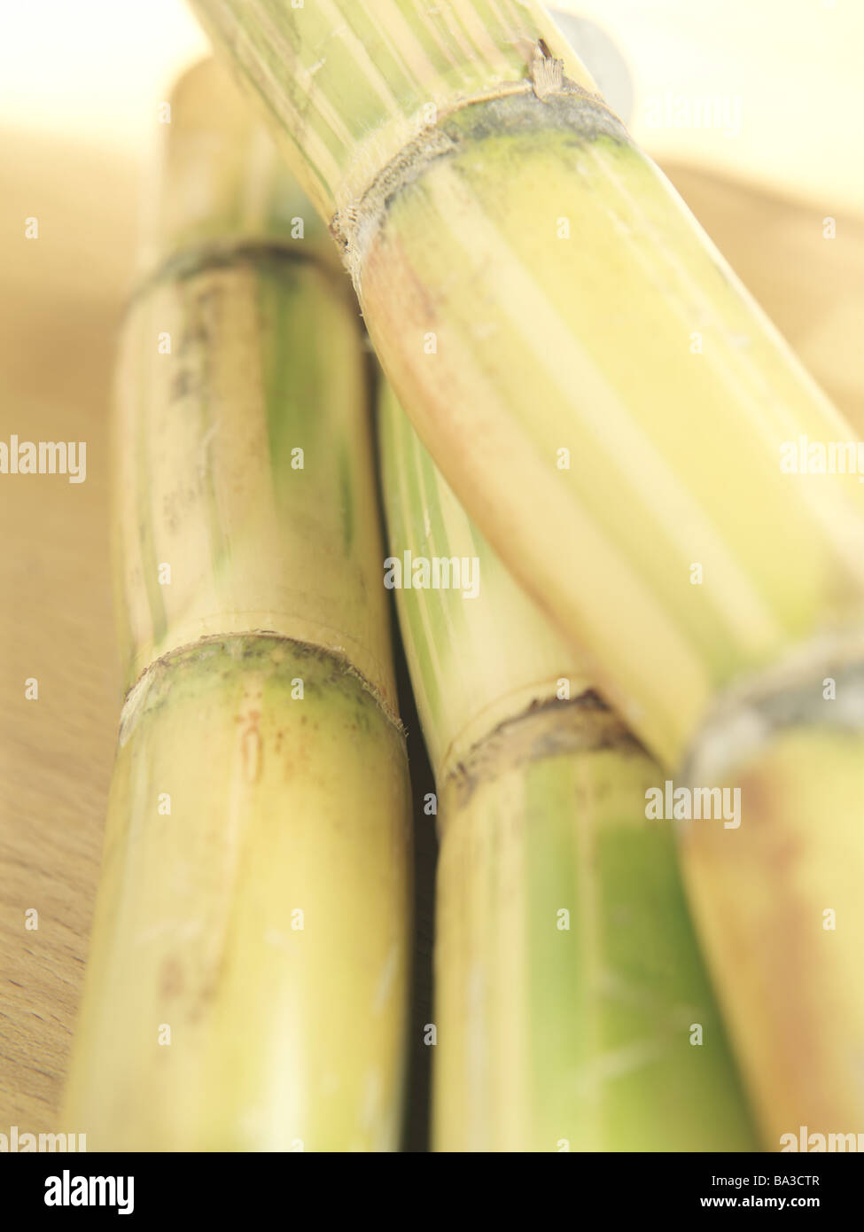 Sugarcane Saccharum officinarum detail plant sweetgrass cultureplant