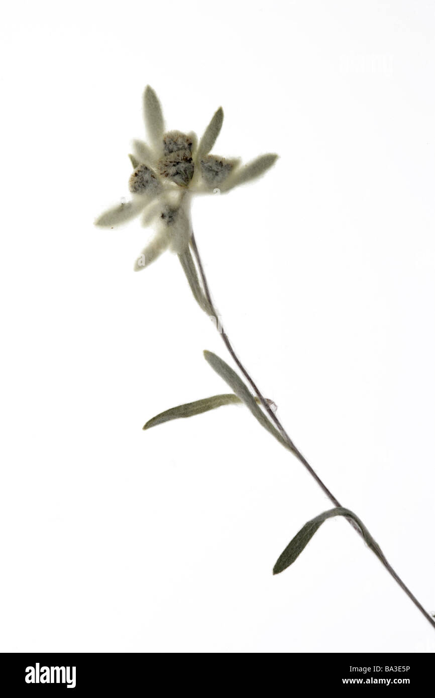 European edelweiss Leontopodium alpinum plants dried flowers composites Alps-plants Alps-flower pressed dry-flower protected Stock Photo