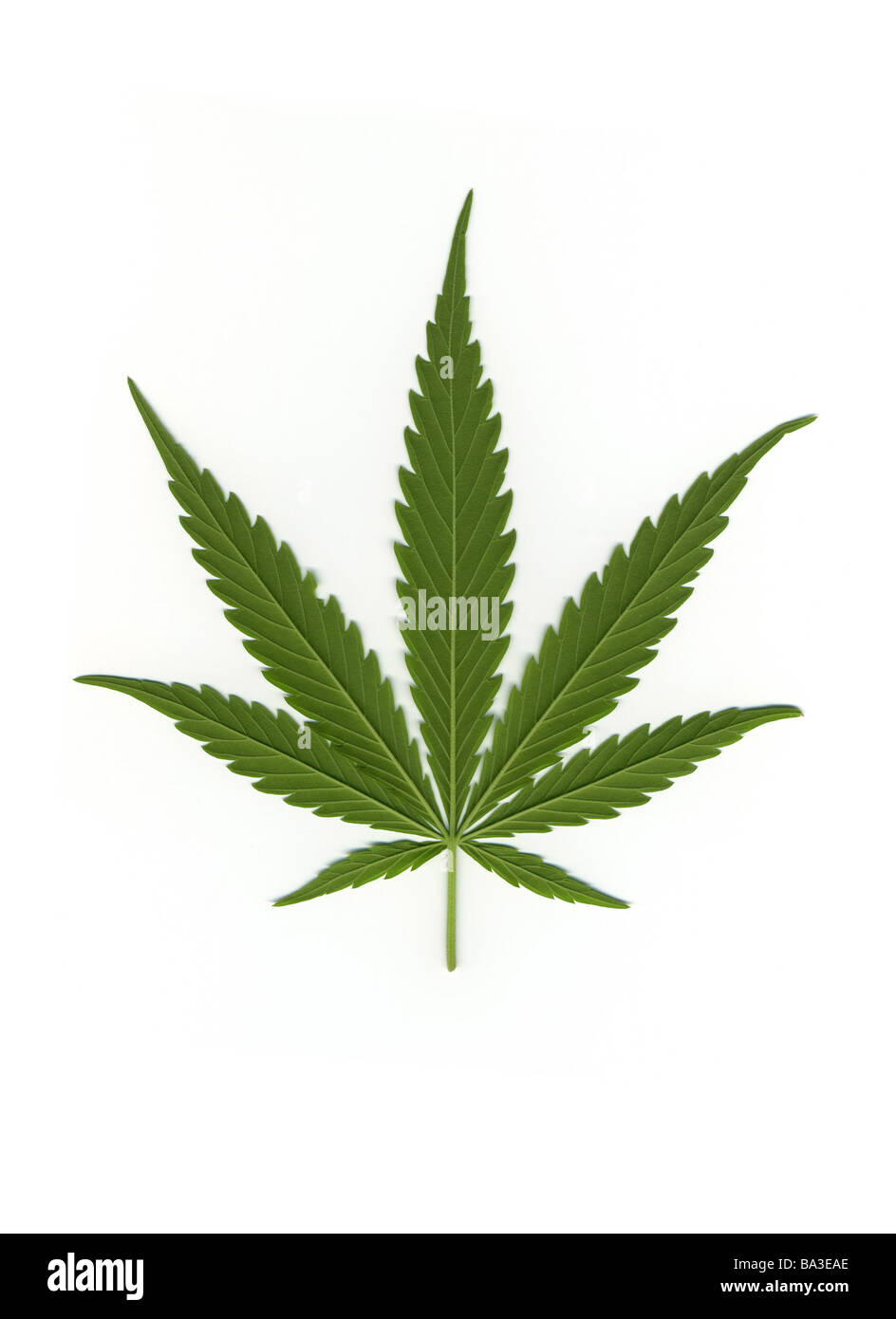 Illustration hempleaf graphics drawing watercolor hempplants hemp