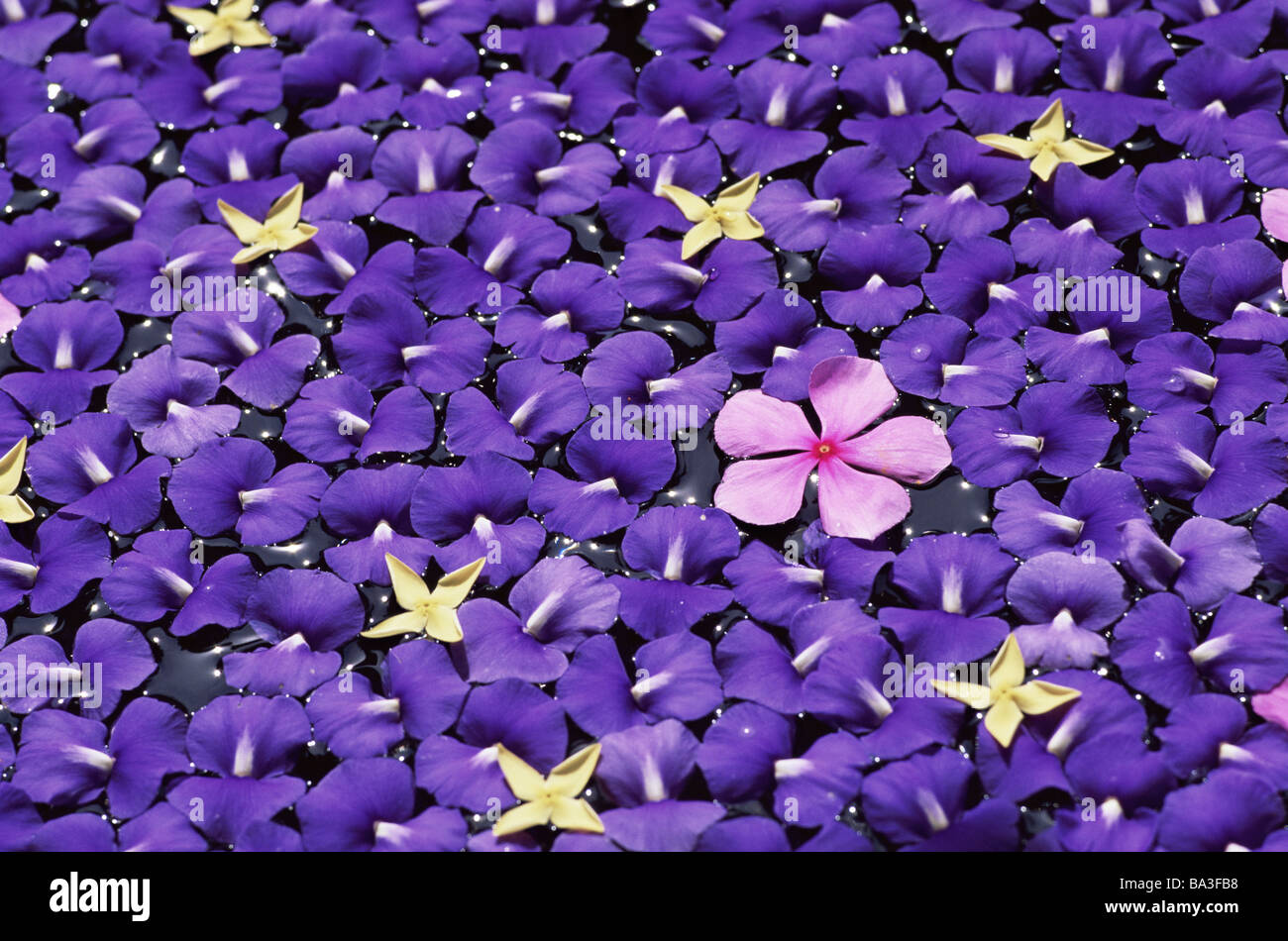 Biodiversity hi-res stock photography and images - Alamy