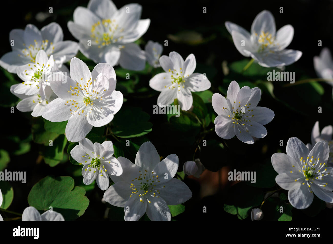 Anemonella Thalictrum thalictroides Rue-Anemone white delicate Spring wildflower Great Smoky Mountains National park tennessee Stock Photo