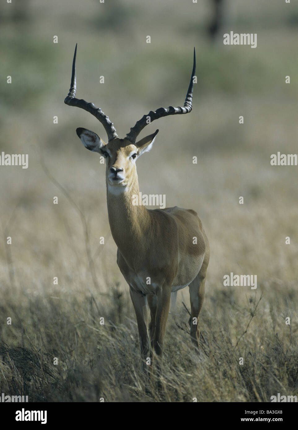 Gazelle gazella hi-res stock photography and images - Alamy