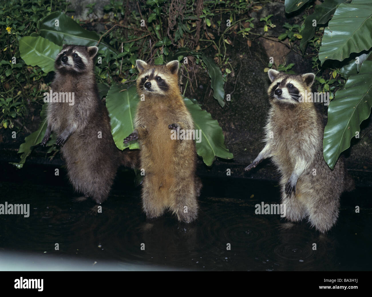 Three raccoons hi-res stock photography and images - Alamy