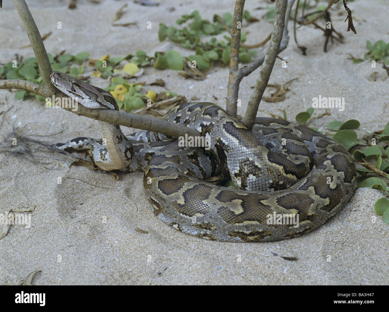 Tiger Pyton Tiger pythons hi-res stock photography and images - Alamy