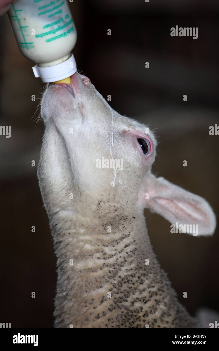 Head and neck shot of a lamb being bottle fed milk. Stock Photo