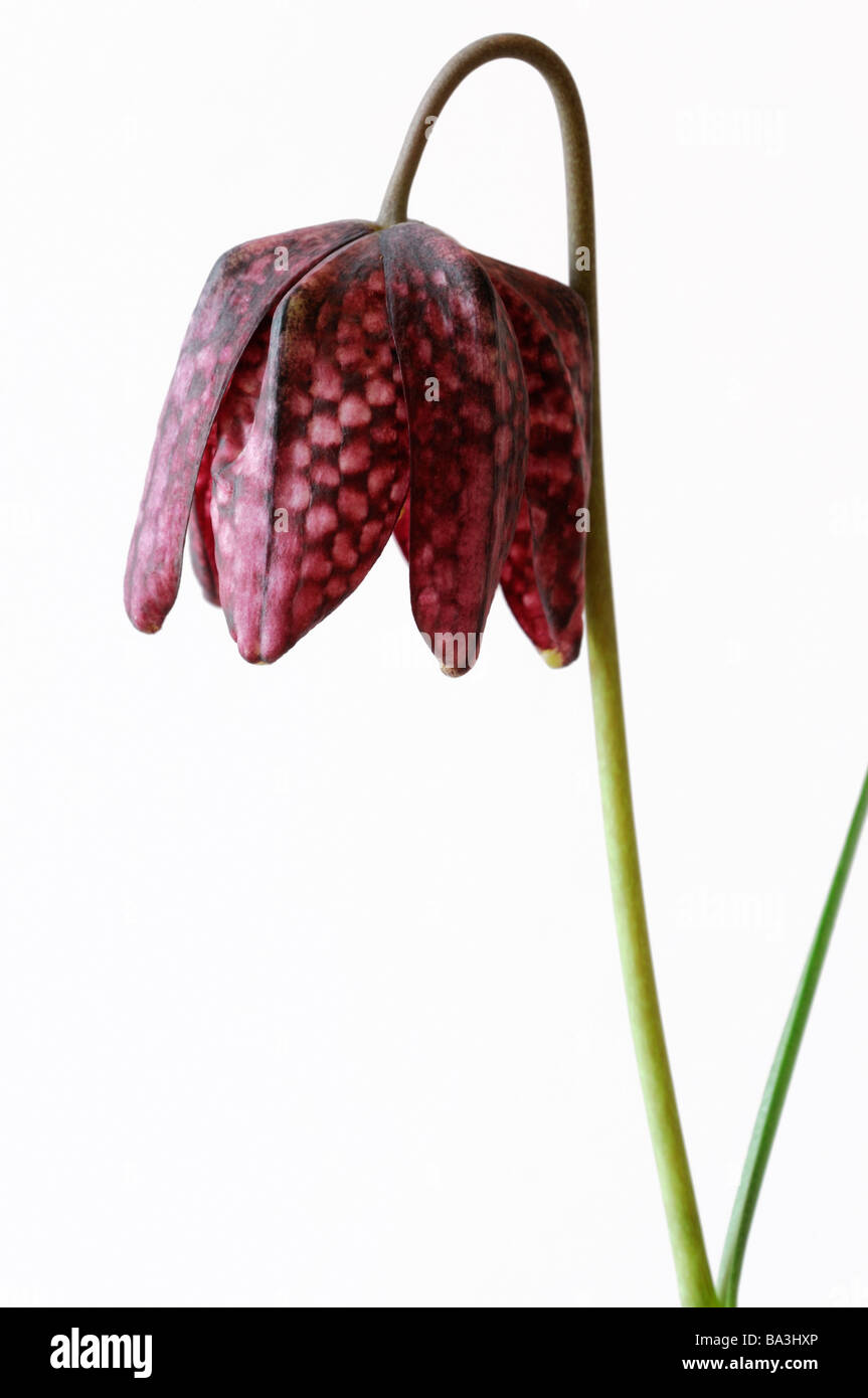 Purple Snake's head fritillary Fritillaria meleagris checkered chequered pattern flower bloom blossom  cut out Stock Photo