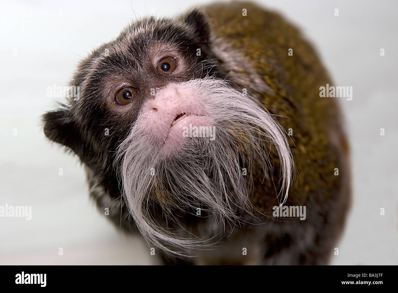 Emperor Tamarin inquisitive nosey monkey cheeky moustache Saguinus imperator Stock Photo