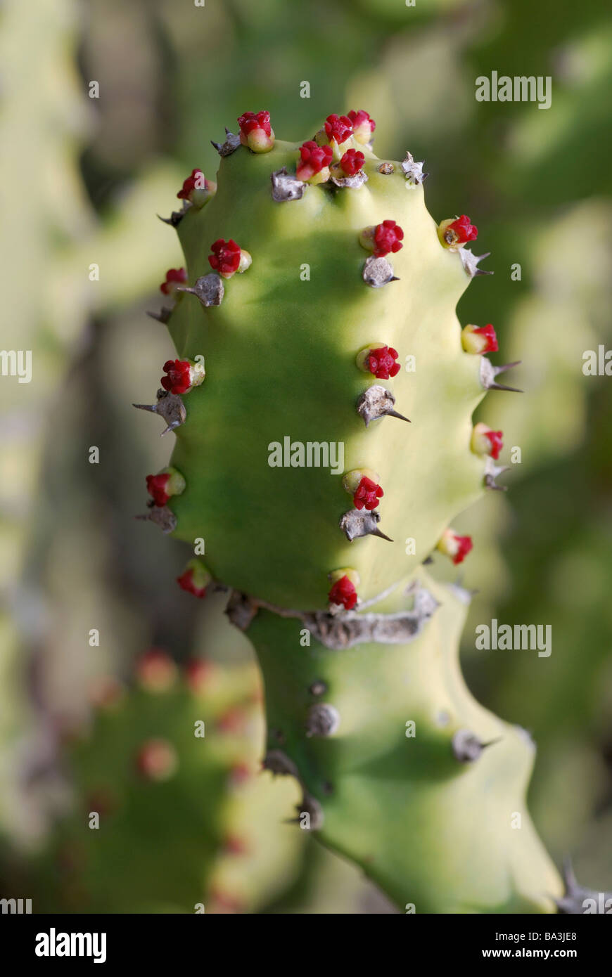 Cactus flowering at fort Purandar, Pune Stock Photo Alamy