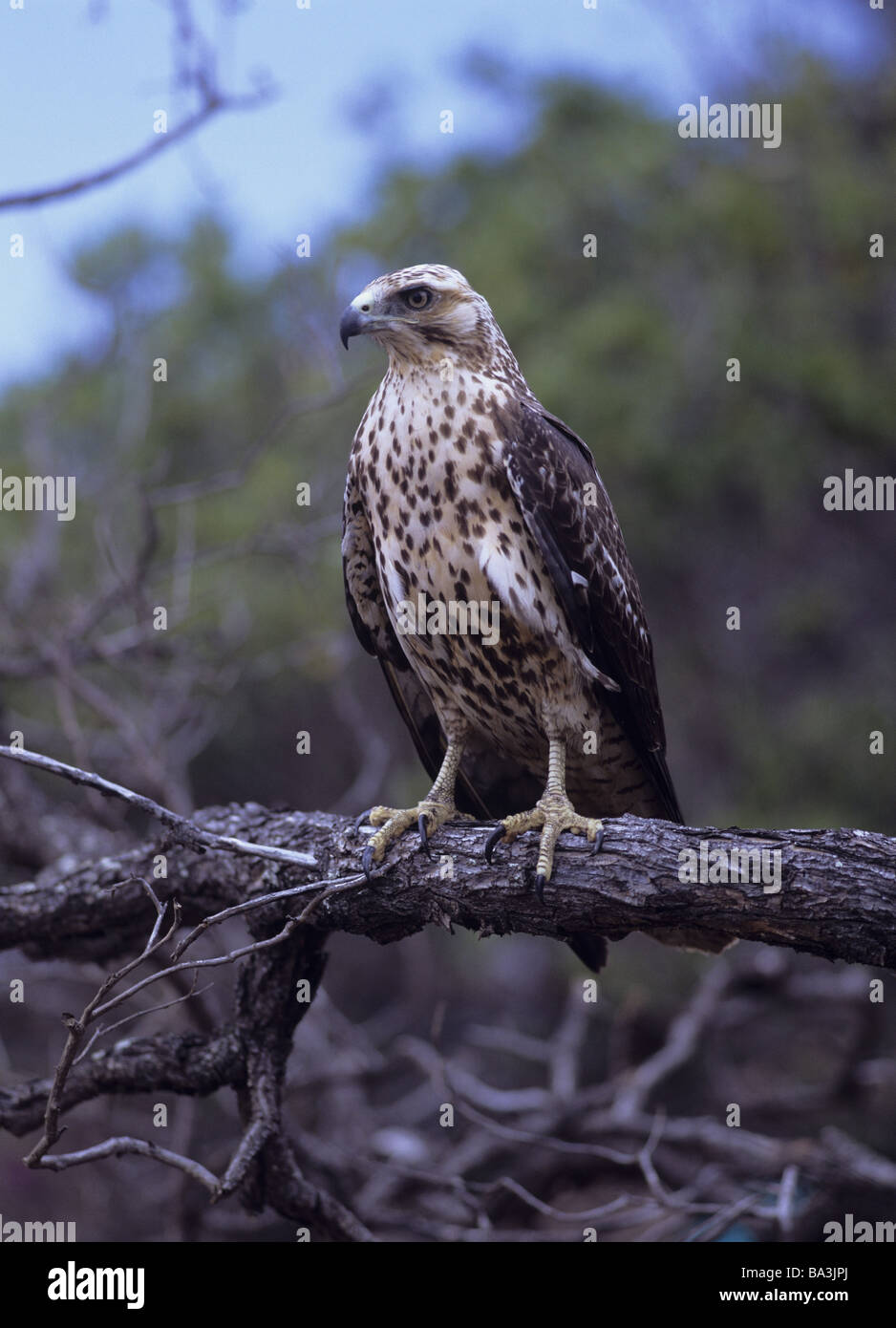 Galapagos hawk sitting hi-res stock photography and images - Alamy