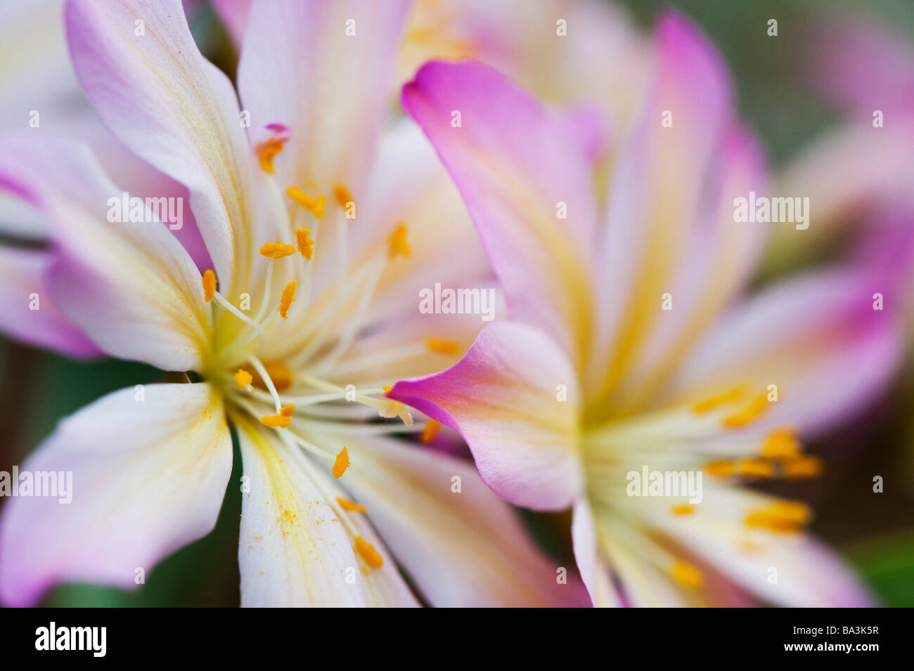 Lewisia tweedyi 'Rosea' flowers Stock Photo