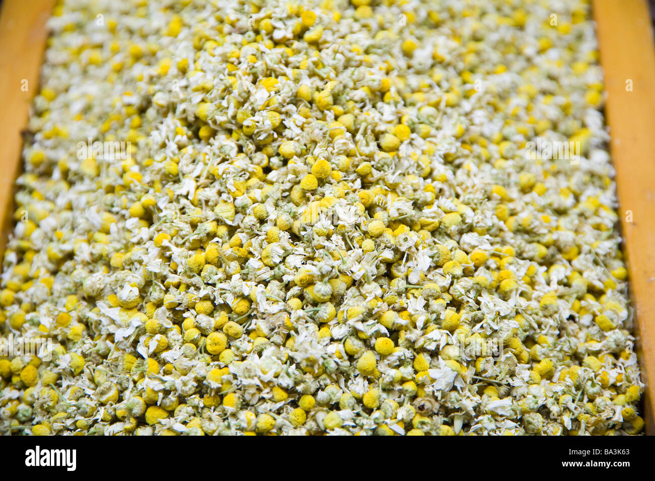 Dried chamomile (bot., Chamaemelum nobilis) Stock Photo