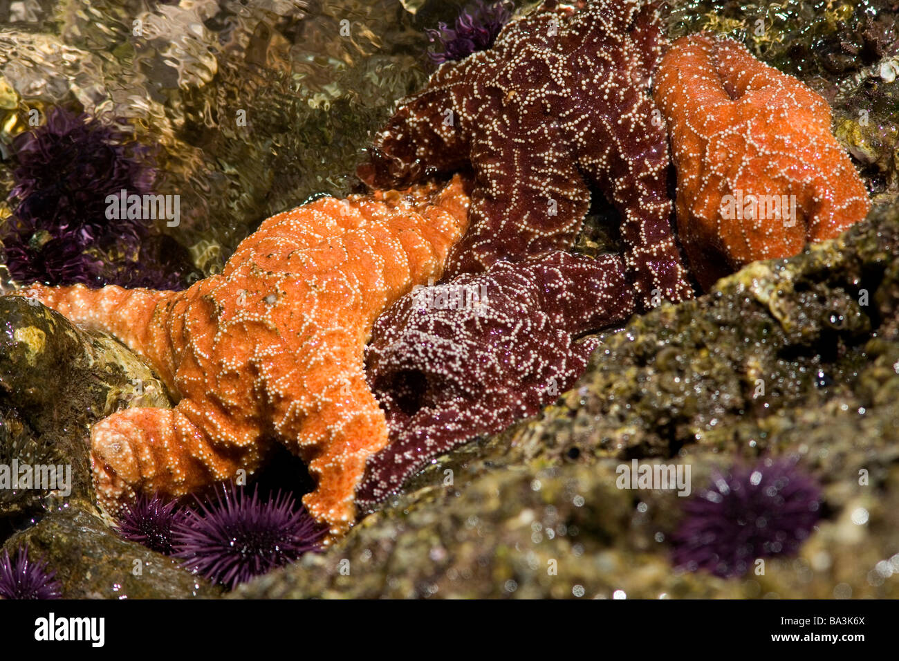 Ochre Sea Stars (Pisaster ochraceus) in Scorpion Cove, Santa Cruz Island, Channel Islands National Park, California Stock Photo