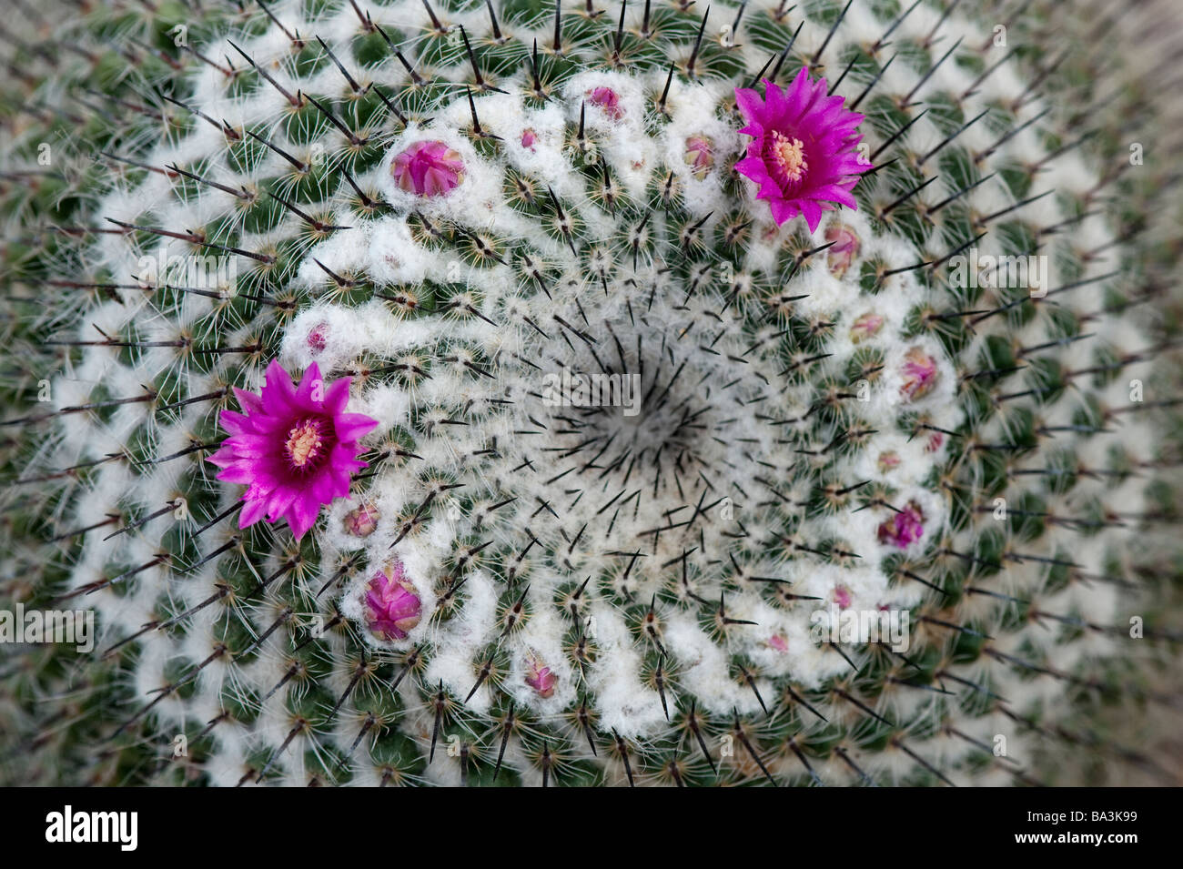 Mammillaria chionocephala. Flowering cactus pattern Stock Photo