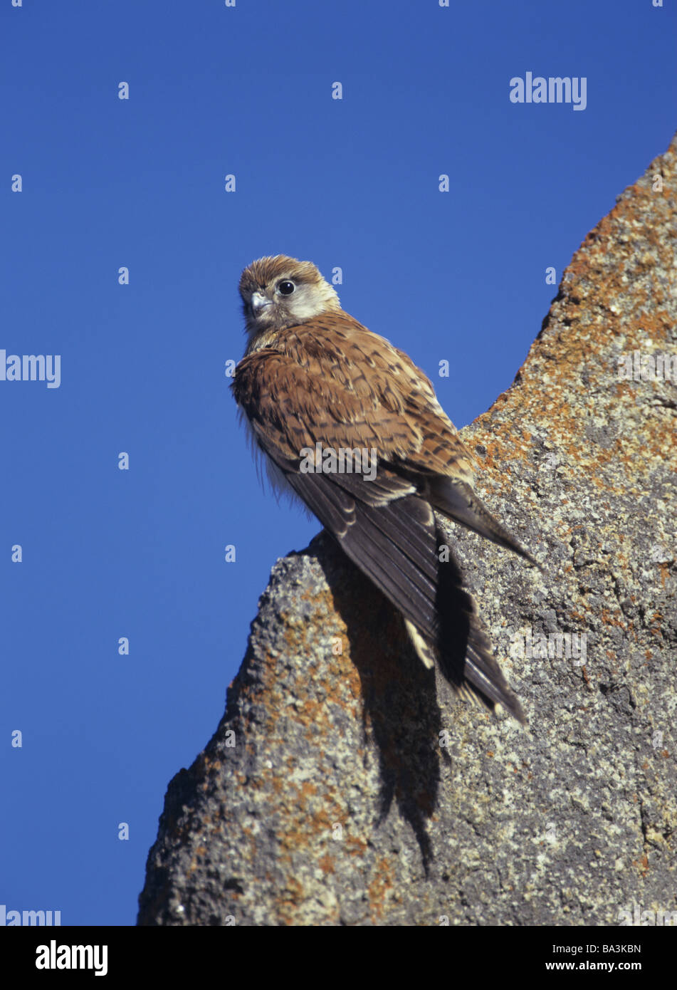 Nankee hi-res stock photography and images - Alamy