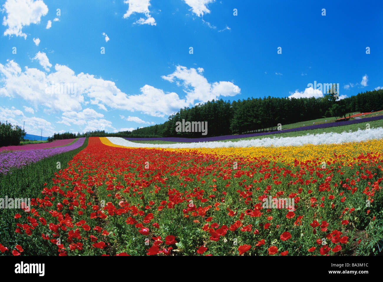 Flower garden farm tomita nakafurano hires stock photography and