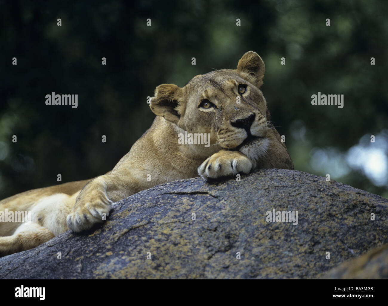 Three brother male lions (Panthera leo) looking for prey at the Linyanti  Reserve near the Savuti Channel in northern part of Botswana Stock Photo -  Alamy