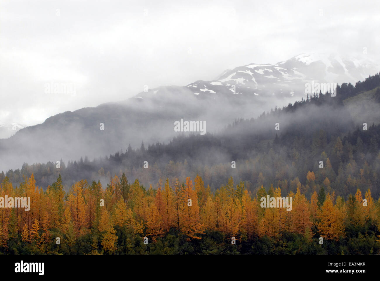 Fall foliage against misty mountains on Alaska's Kenai Peninsula. Stock Photo