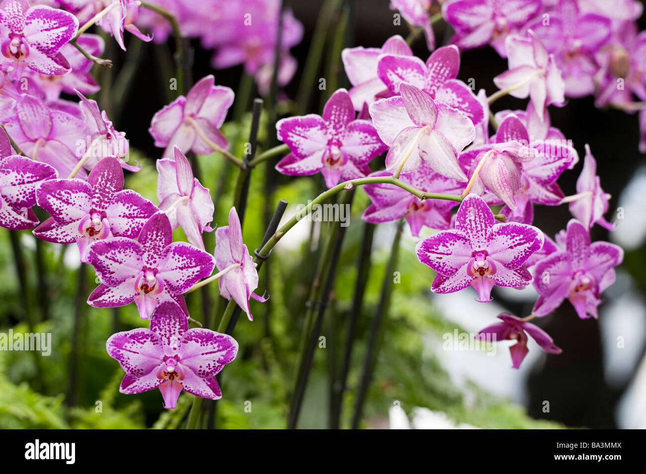Phalaenopsis orchid 'Miss Cuba', Moth Orchid. RHS Wisley gardens Glasshouse, Surrey, England Stock Photo