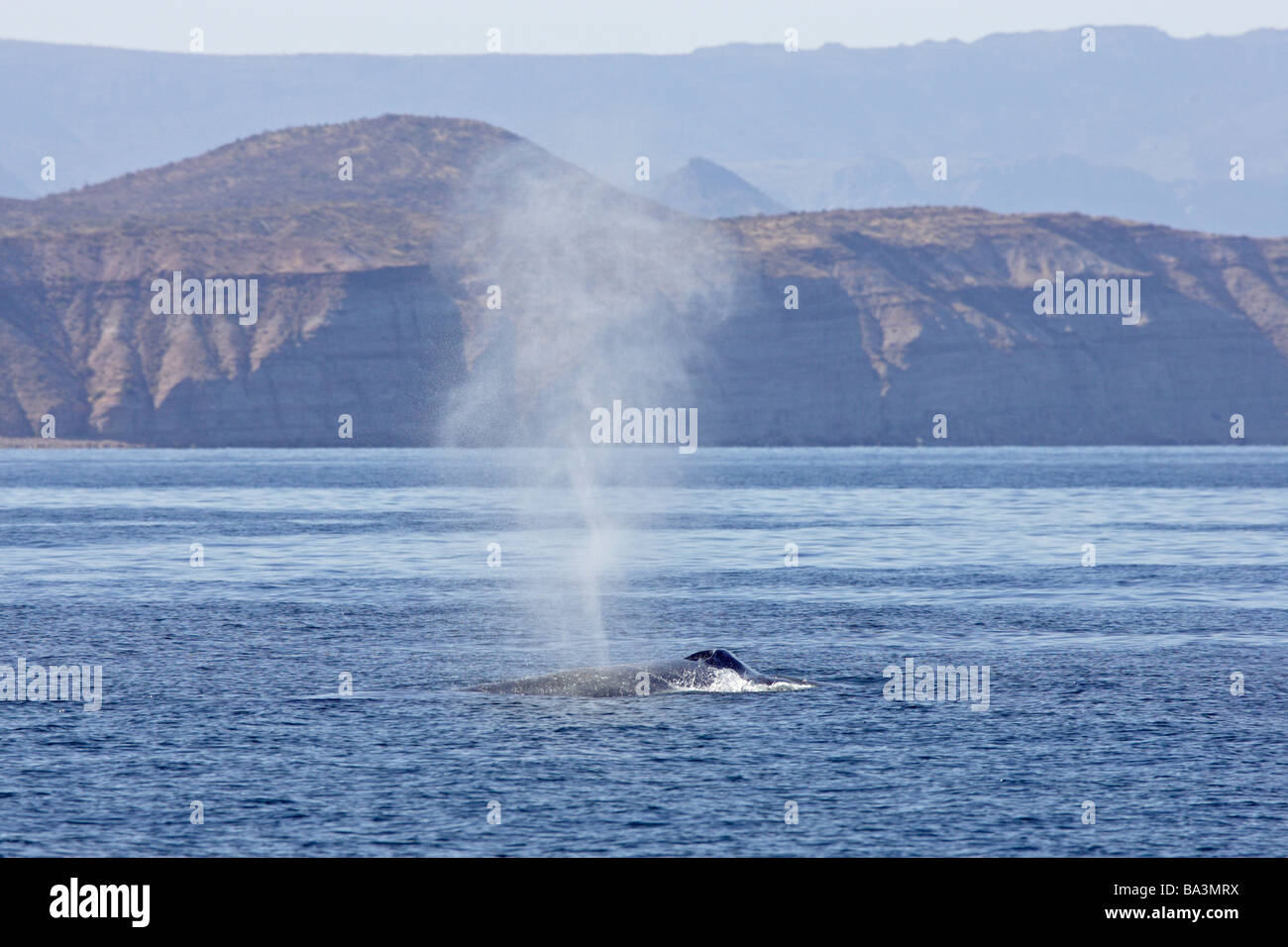 Blue Whale and spout Stock Photo