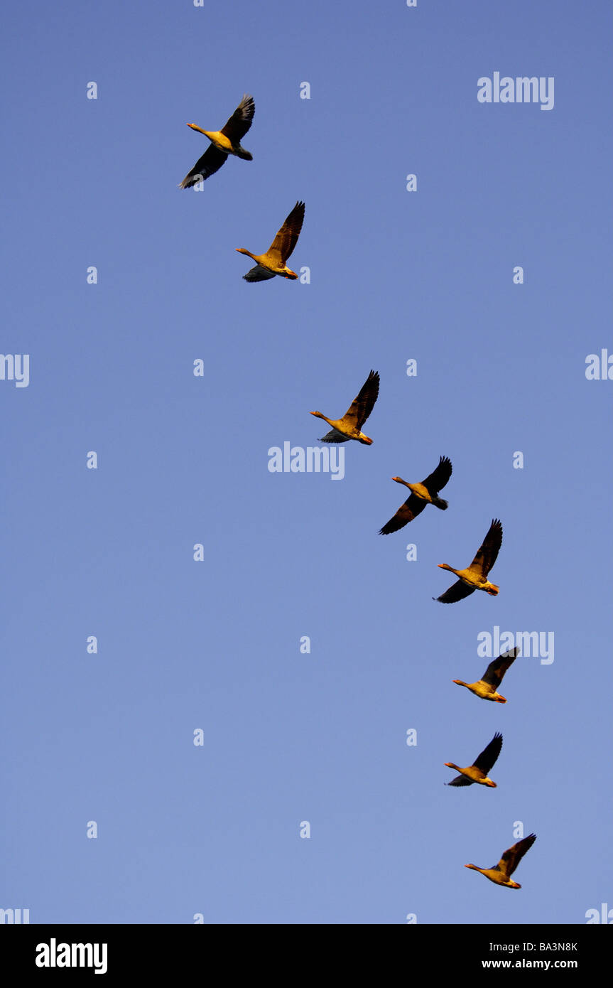 Avian movement hi-res stock photography and images - Alamy