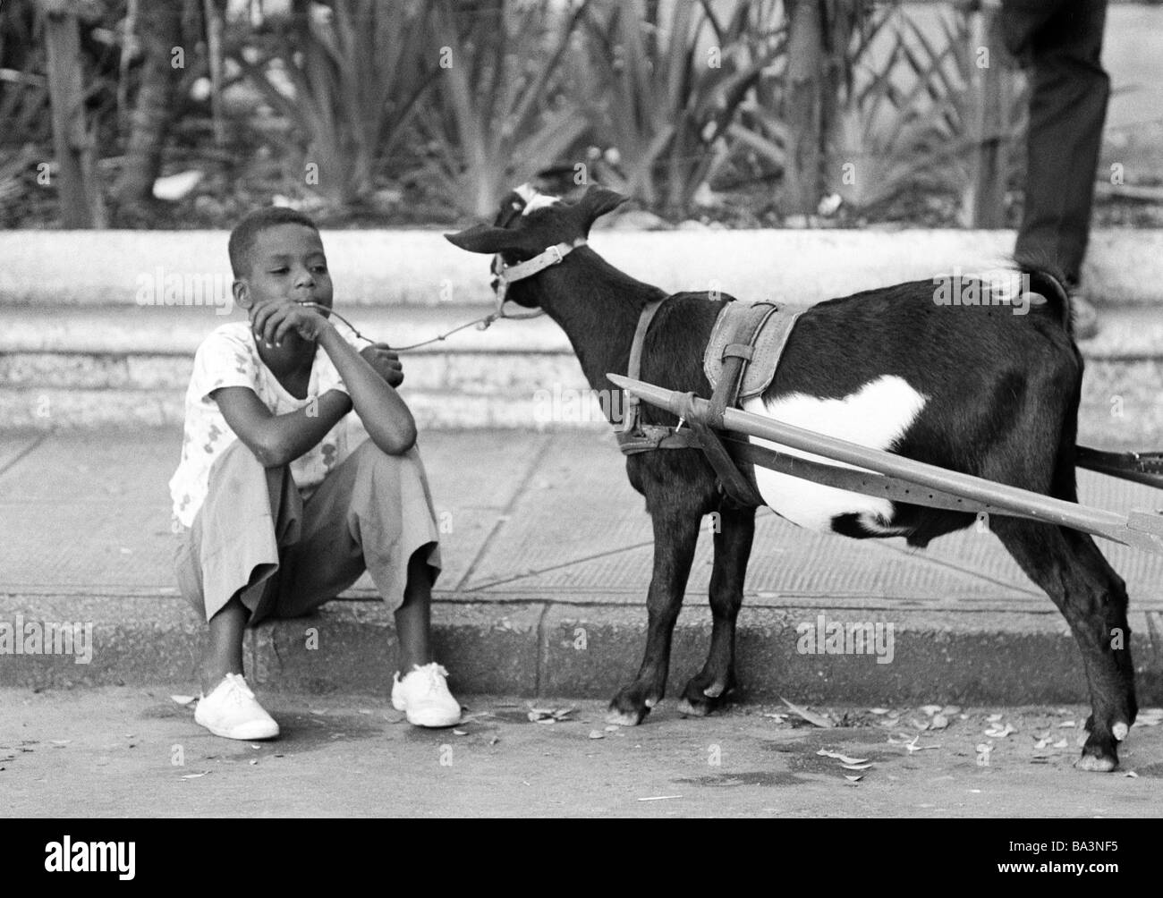 Seventies, black and white photo, human and animal, boy sits on a kerbstone and walks a goat on a lead, aged 10 to 13 years, Capra, Brazil, Minas Gerais, Belo Horizonte Stock Photo