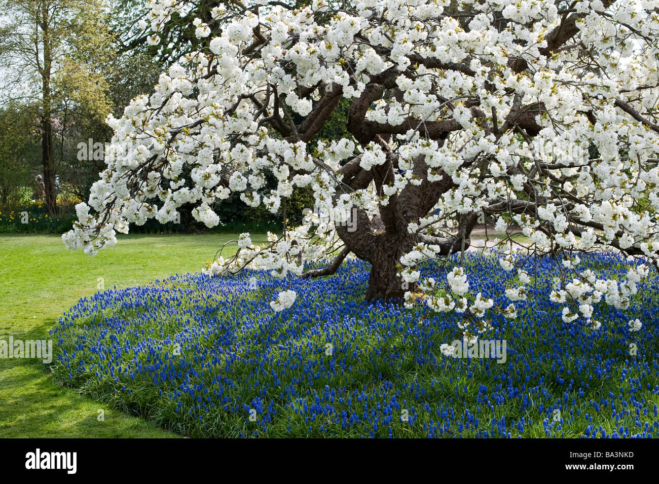 Prunus Shirotae Cherry Blossom High Resolution Stock Photography And Images Alamy Prunus Shirotae Cherry Blossom High Resolution Stock Photography And Images Alamy
