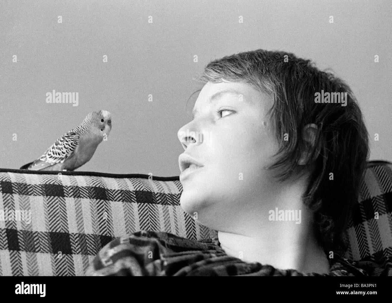 Seventies, black and white photo, human and animal, young woman, aged 20 to 25 years, Monika, budgerigar, Melopsittacus undulatus, Kuki Stock Photo