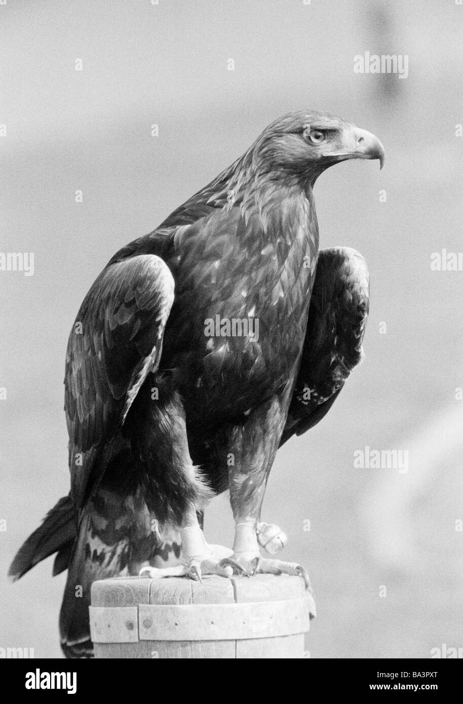 Golden eagles golden eagle hires stock photography and images Alamy