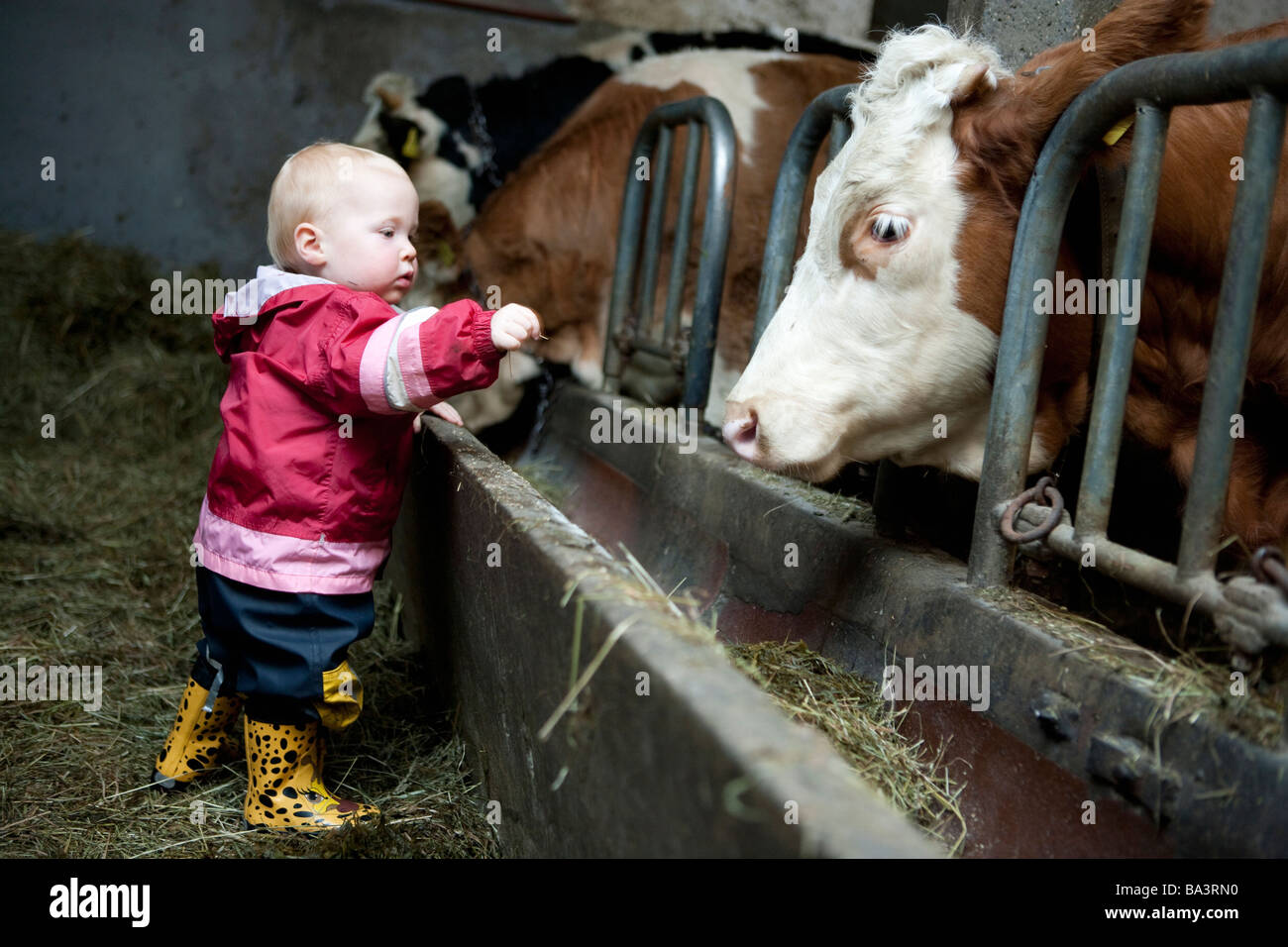 Child baby cows hi-res stock photography and images - Alamy