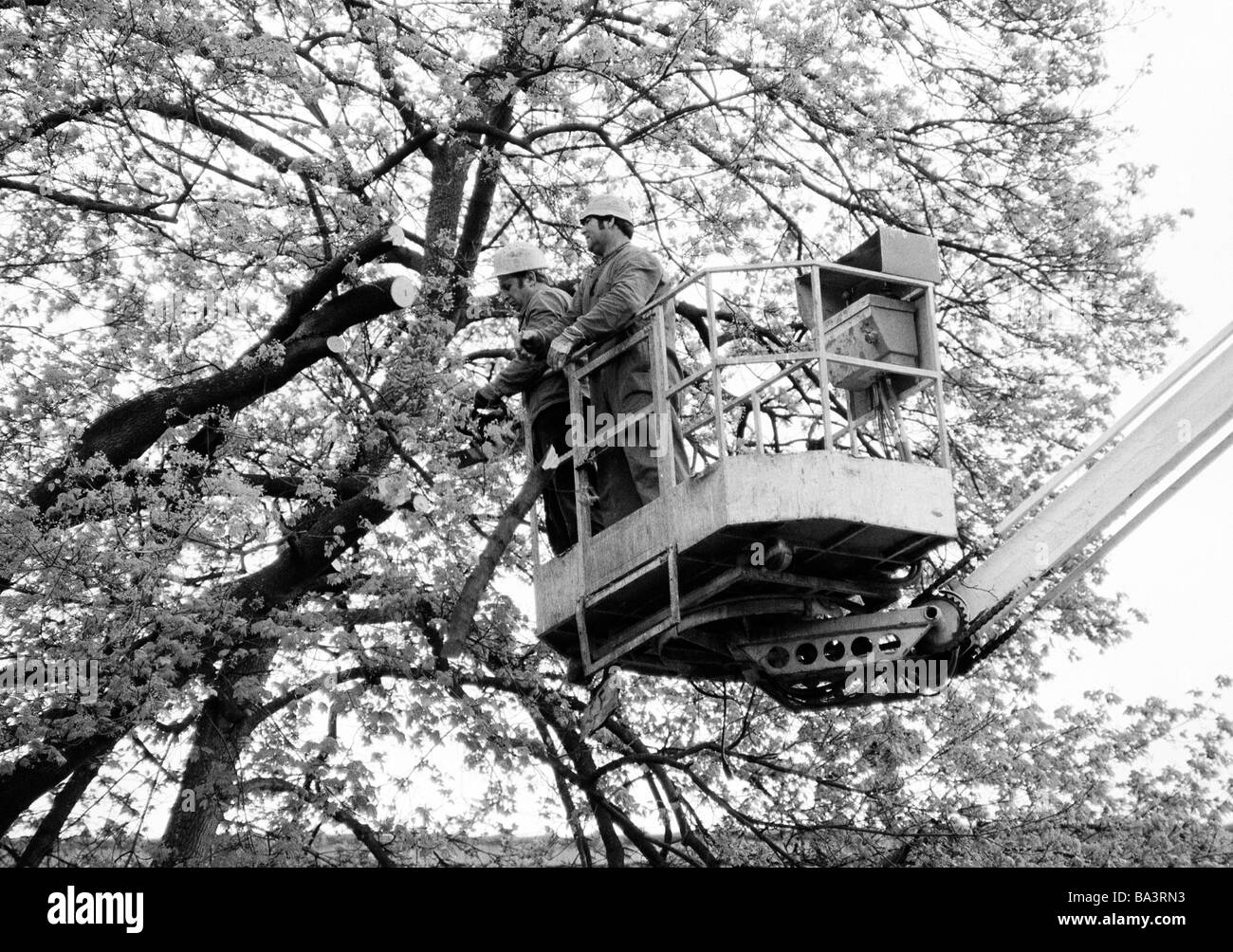 Eighties, black and white photo, landscape preservation, tree pruning, two gardeners stand on a hydraulic ramp and prune a tree, aged 30 to 40 years Stock Photo
