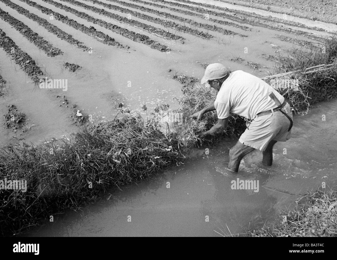 Seventies, black and white photo, agrarian economy, field work, farm worker in the Huerta in the province of Valencia works in vegetable gardening, aged 50 to 60 years, Spain, Valencia Stock Photo