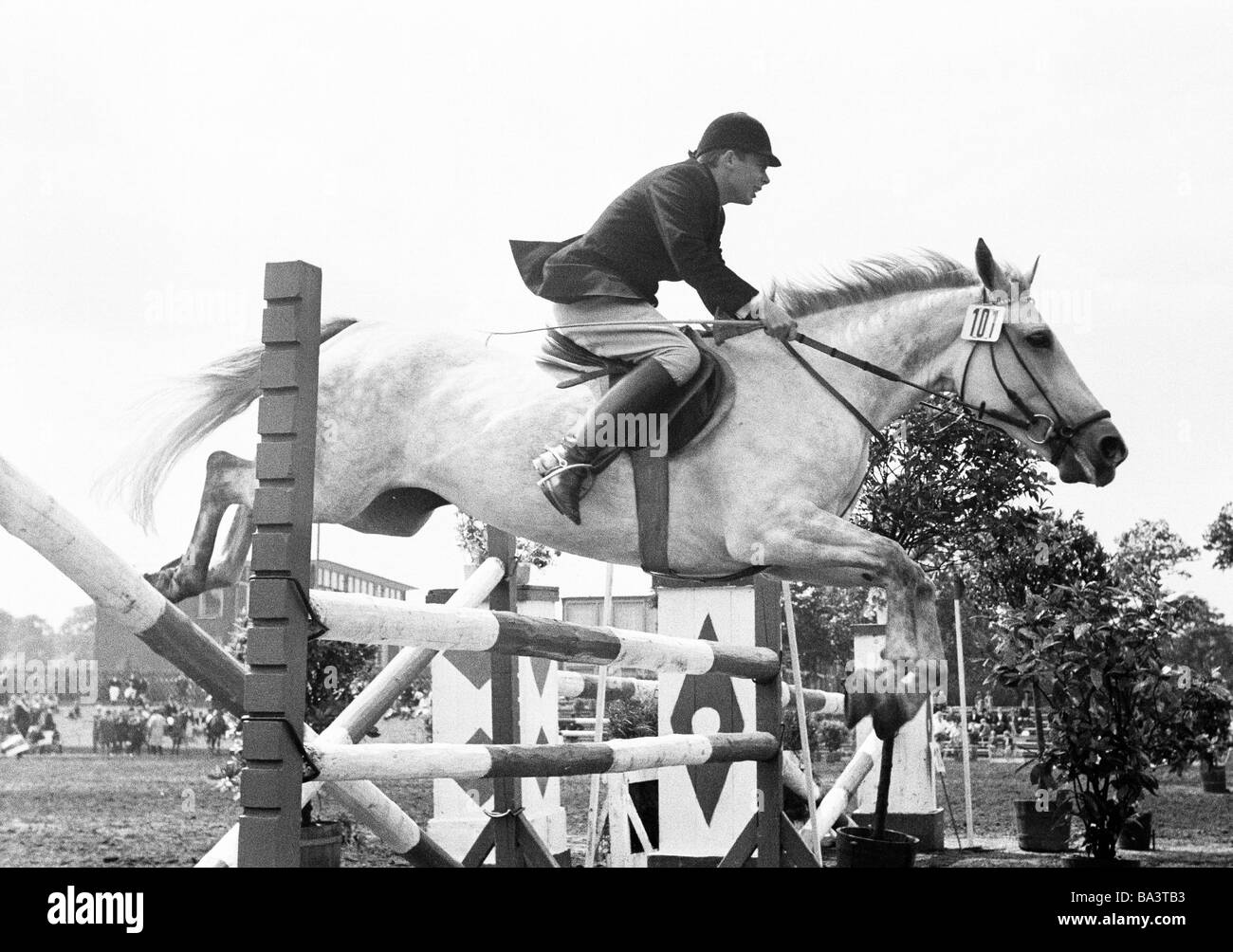 Sixties, black and white photo, sports, equestrianism, horse show 1965 in Bottrop, show jumping, horse and horseman jump over a barrier, aged 30 to 40 years, D-Bottrop, Ruhr area, North Rhine-Westphalia Stock Photo